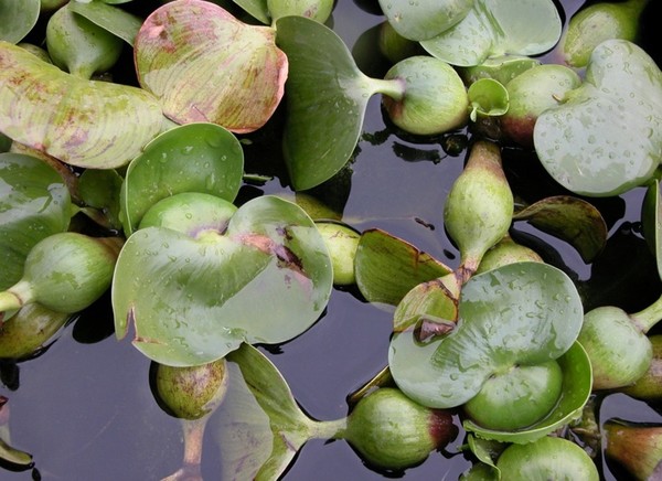 부레옥잠/사진=국립생물자원관