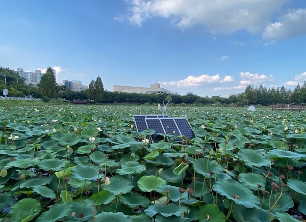 호수공원 속 태양광/사진=윤다인 학생기자