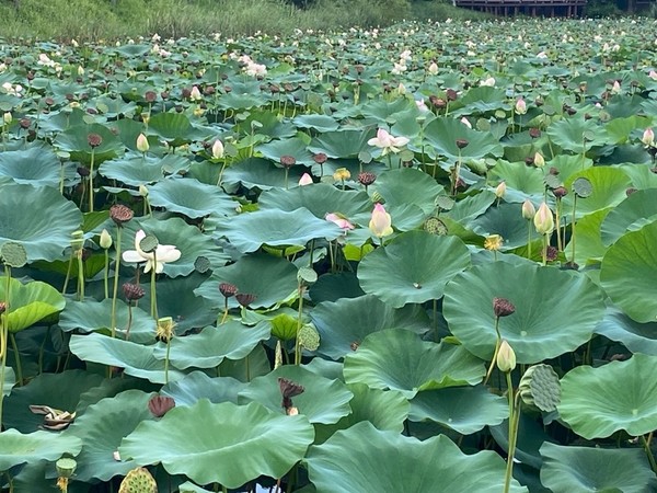 연꽃이 만개한 봉담호수공원/사진=윤다인 학생기자