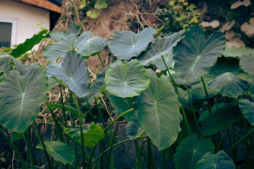 토란은 논두렁이나 하천 인접 습지, 즉 수분이 풍부하고 배수가 잘되며 반그늘인 토양에서 가장 잘 자란다. /사진=환경일보DB