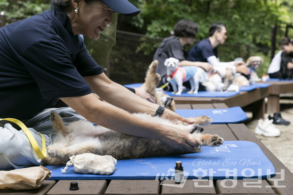 국립양평치유의숲에서 진행된 반려동행숲치유 참여 고객이 펫마사지를 체험하고 있다. /사진제공=한국산림복지진흥원