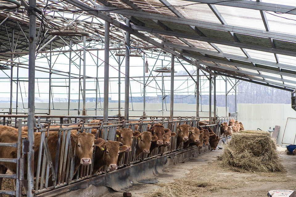 안희권 충남대 교수는 ‘실효성 있는 축산악취 저감 기술’을 주제로, 실효성을 ‘현장에서 작동하고 수용되는 기술’로 정의하며, 최근 5년 사이 악취 민원이 2배 이상 늘고 지역 갈등 요인으로 비화하는 현실을 지적했다. /사진=환경일보DB
