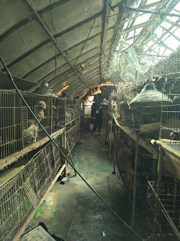 미용실습견 사육 환경 /사진제공=동물자유연대