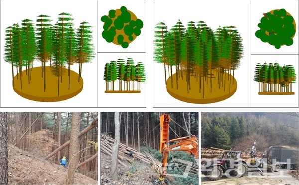 잣나무인공림 솎아베기와 솎아 벤 유역 /사진제공=국립산림과학원