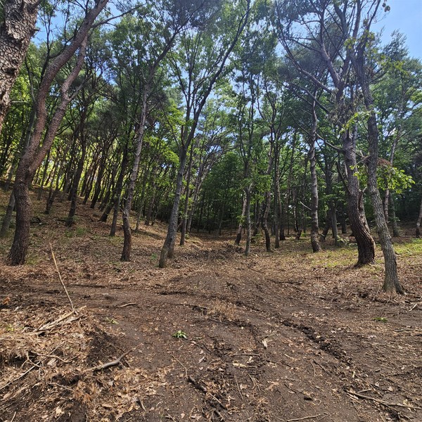 시는 9월부터 '2025년 산불예방 숲가꾸기 2차 사업'을 추진한다고 밝혔다. /사진제공=양산시 