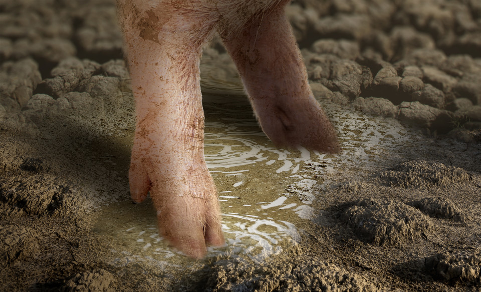 최근 5년 새 악취 민원은 2배로 늘었고, 퇴·액비 중심 분뇨 처리는 한계에 다다랐다. 이는 농촌 불편을 넘어 지역 갈등과 온실가스 배출로 이어져, 축산업 지속가능성의 중대 과제가 되고 있다. /사진=환경일보DB