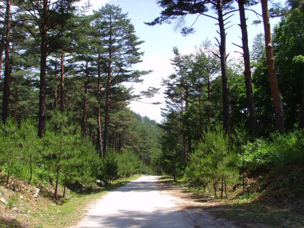 경북 영주 임도 /사진제공=산림청