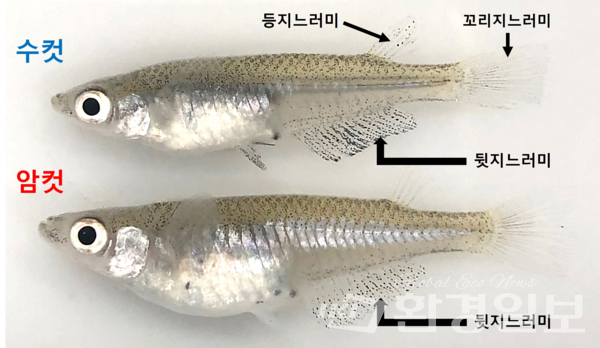 수컷과 암컷 송사리 /사진제공=국립생물자원관