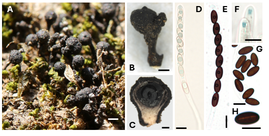 (A) 고사목 위의 자실체; (B) 자실체 표면; (C) 자실체 절단면으로 드러난 자낭각; (D,E) 자낭; (F) Melzer’s 시약에서 청색 반응을 보이는 자낭의 정단고리; (G,H) 포자. 눈금 막대 = (A,B) 1 mm, (C) 200 μm, (D–H) 10 μm /자료제공=광릉숲
