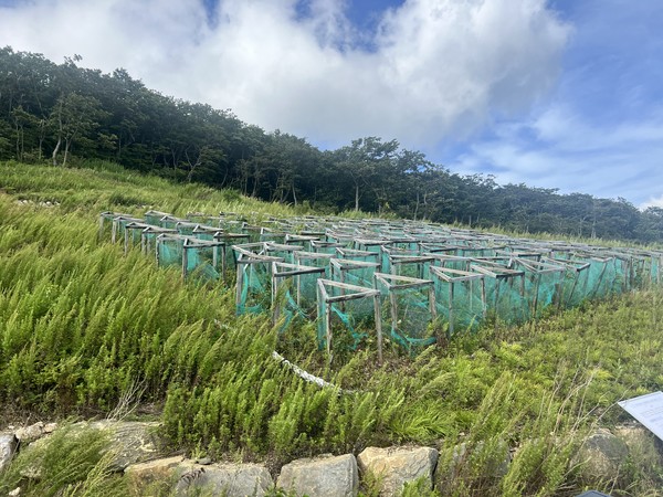 고성 향로봉 군시설지 산림복원 전경 /사진제공=산림청