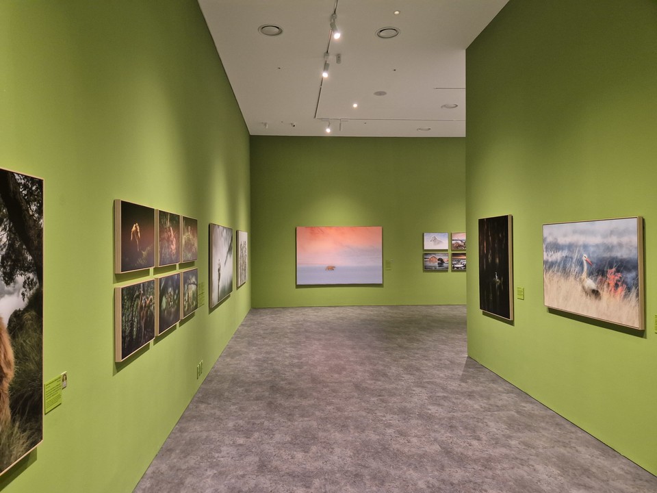 멸종위기 동물을 담은 작품들 /사진=김태원 객원기자