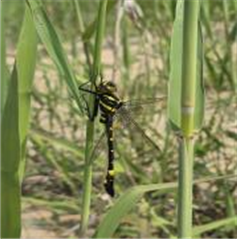 노란잔산잠자리 /사진제공=국립생태원