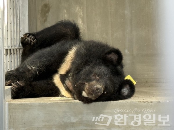 환경부는 구례군과 조성한 공영 사육곰 보호시설이 9월30일부터 문을 열고 시민단체에서 관련 농장으로부터 매입한 사육곰 10마리에 대한 보호를 시작한다고 밝혔다. /사진제공=환경부