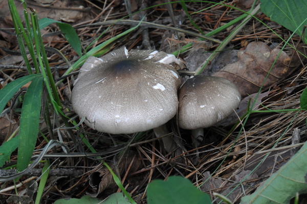 광비늘주름버섯 /사진제공=산림청