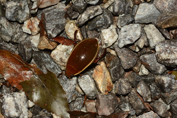 광릉숲에서 발견된 물방개 /사진제공=국립수목원