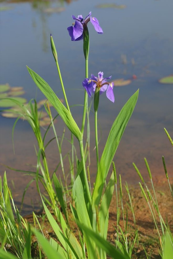부채붓꽃 /사진제공=국립낙동강생물자원관