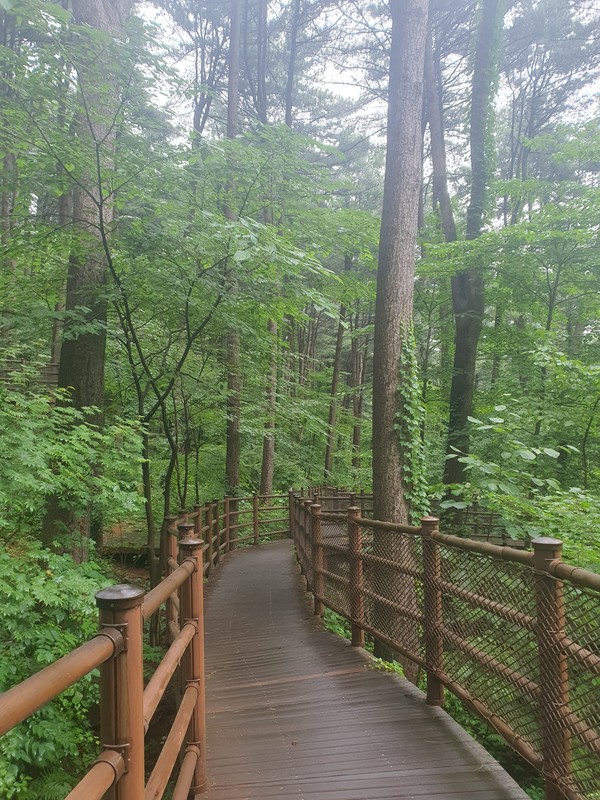 가평 잣향기 피톤치드길 - 경기 가평군 상면 행현리 992-1(축령로 298-149)/ 사진제공=산림청