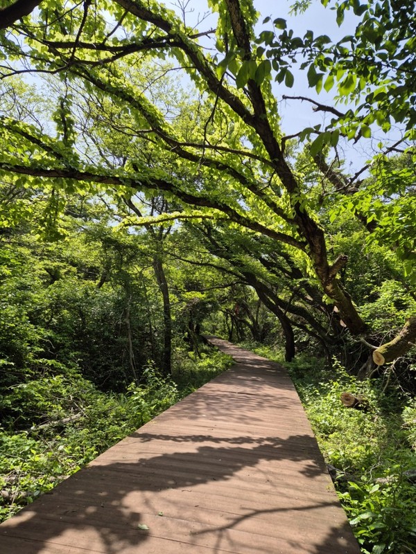 제주 한라산둘레길 7구간길 - 제주시 조천읍 교래리 산137-1(사려니숲길 입구) /사진제공=산림청