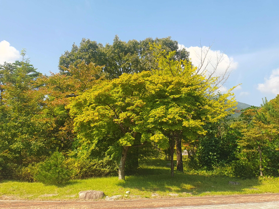 설악산 소공원 매표소 부근 단풍 모습 /사진제공=설악산국립공원사무소