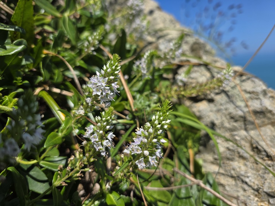 갯꼬리풀 /사진제공=국립수목원