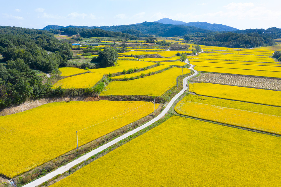 감액된 기본직불금은 2022년 21억6700만원, 2023년 16억9800만원, 2024년 24억7800만원이었다. 준수사항 위반유형별로는 ‘농지의 형상 및 기능 유지’ 위반이 가장 많은 것으로 나타났다. /사진=환경일보DB