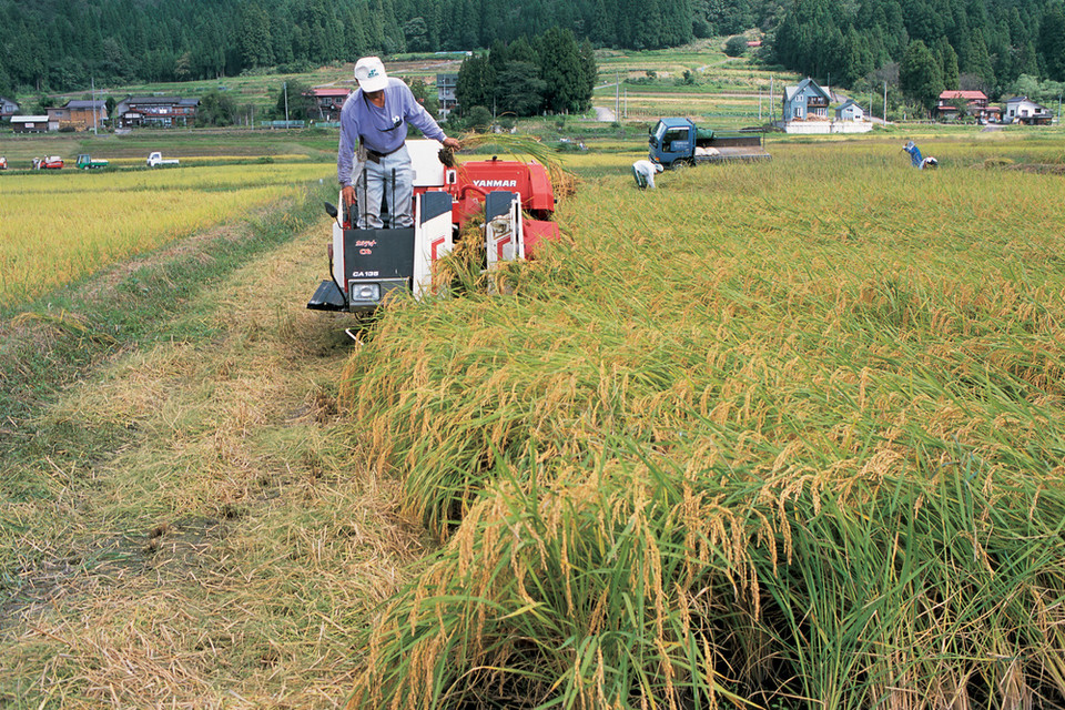 올 8월 기준 벼 재배면적 조정목표 대비 이행실적은 25%에 불과한 것으로 드러나 사전적 생산조정을 위한 정부의 면밀한 대책 마련이 필요하다는 지적이다. /사진=환경일보DB