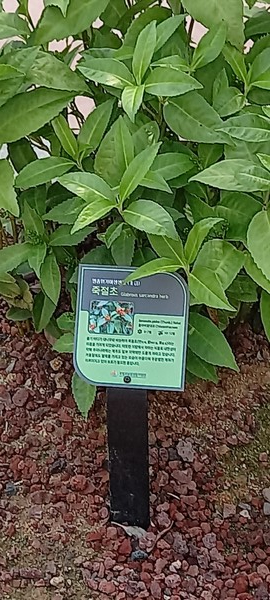 죽절초 /사진=김효현 학생기자