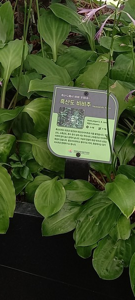 흑산도 비비추 /사진=김효현 학생기자