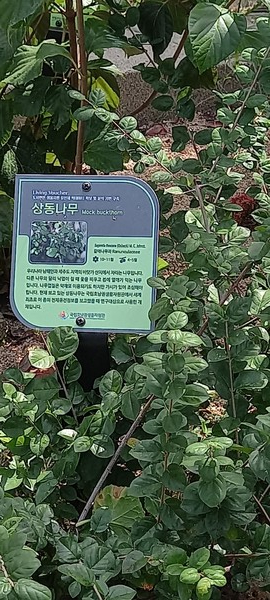 상동나무 /사진=김효현 학생기자