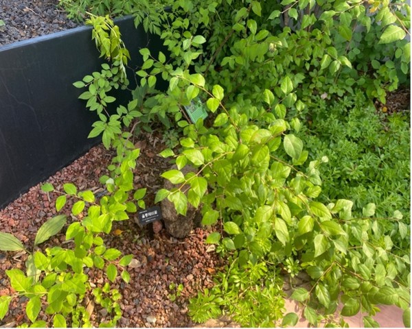 울릉제비꽃 /사진=윤다인 학생기자