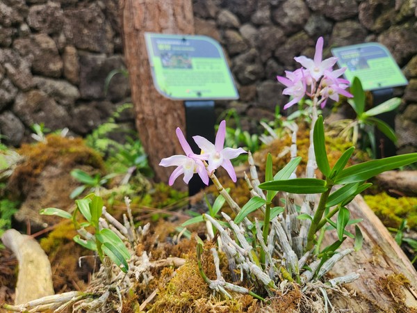 한국섬온실 석곡 /사진제공=국립호남권생물자원관