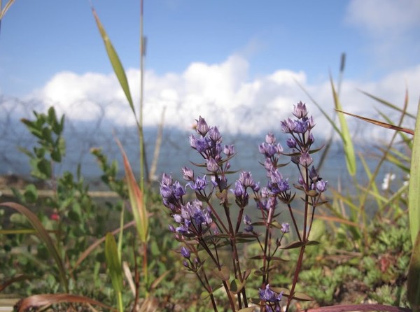 자생지 위협을 받는 큰잎쓴풀 /사진=DMZ 자생식물원 컬렉션