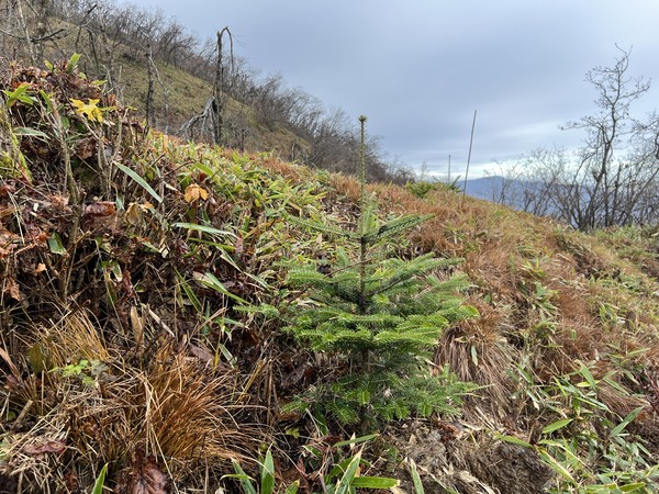 초기 활착에 성공한 현지와 보존지의 구상나무 /사진=산림청