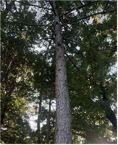 잣나무의 모습. 높게 벋은 줄기와 사방으로 빙 둘러 난 가지를 확인할 수 있다. / 사진 = 전지우 학생기자