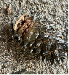 떨어져 있는 잣 방울. 껍질로 둘러싸여 있는 잣의 모습이 보인다. / 사진 = 전지우 학생기자