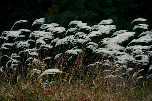 억새 / 사진제공 = 공유마당