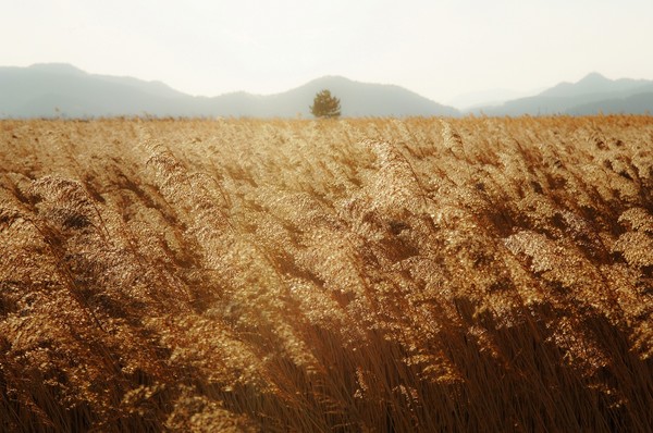 갈대 / 사진제공 = 공유마당
