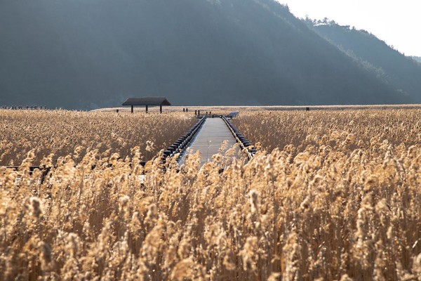 순천만 갈대습지 / 사진제공=공유마당