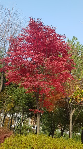 단풍나무 /사진=백성희 학생기자