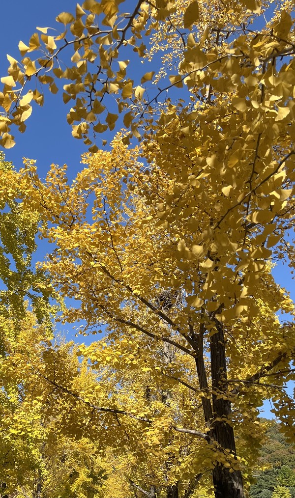 은행나무 /사진=백성희 학생기자