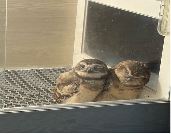 굴파는 올빼미 /사진=윤다인 학생기자