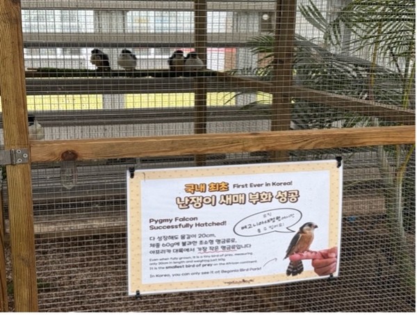 난쟁이 새매/사진=윤다인 학생기자