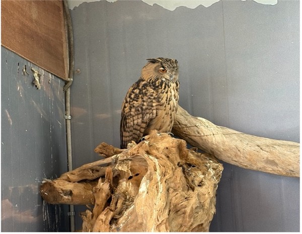 수리부엉이/사진=윤다인 학생기자