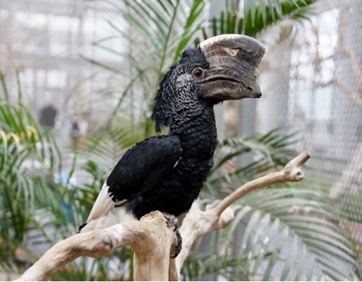 흑백 투구 코뿔새/사진제공=가평 베고니아 새정원