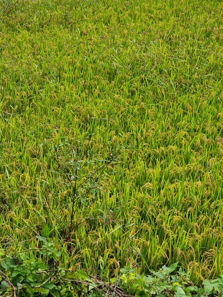 벼가 익고 있는 논 /사진=이새별 학생기자