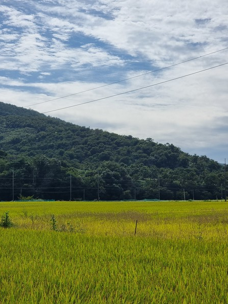 가을 날 논과 산 /사진=이새별 학생기자