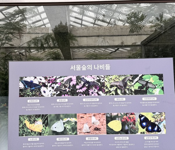 서울숲의 나비들(월동 전략을 택하는 일부 종) / 사진=이주예 학생기자