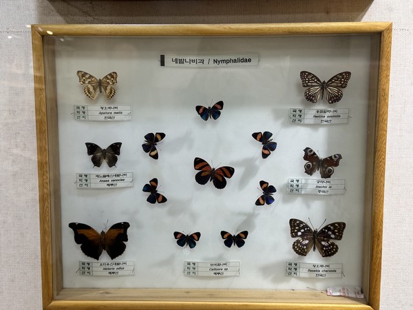 왕오색나비 표본 / 사진=이주예 학생기자
