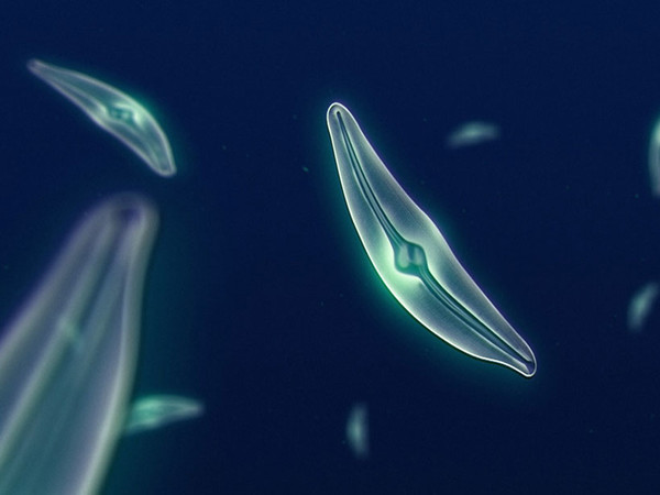 규조류의 모습 / 사진 = NASA