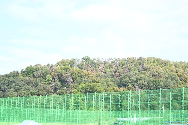 소나무재선충병 발생지역 /사진제공=김천시